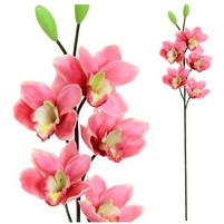 CYMBIDIUM RAMO 5 FIORI CM.83